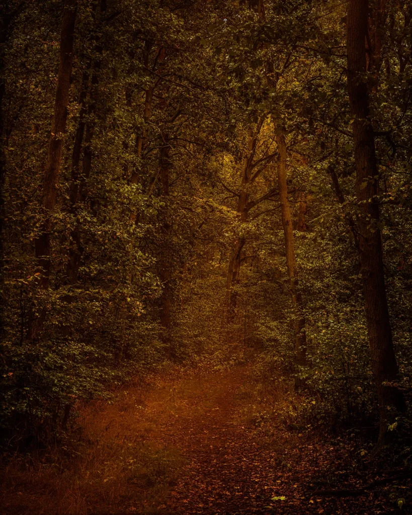 Kienhorst - 40 x 50 cm